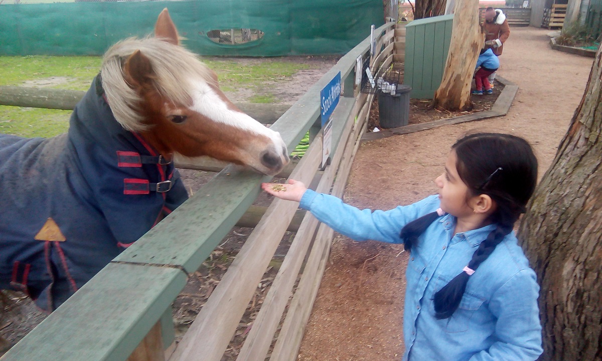 Little Gypsy Feeding a Horse at Maru Adventure Park, Melbourne 