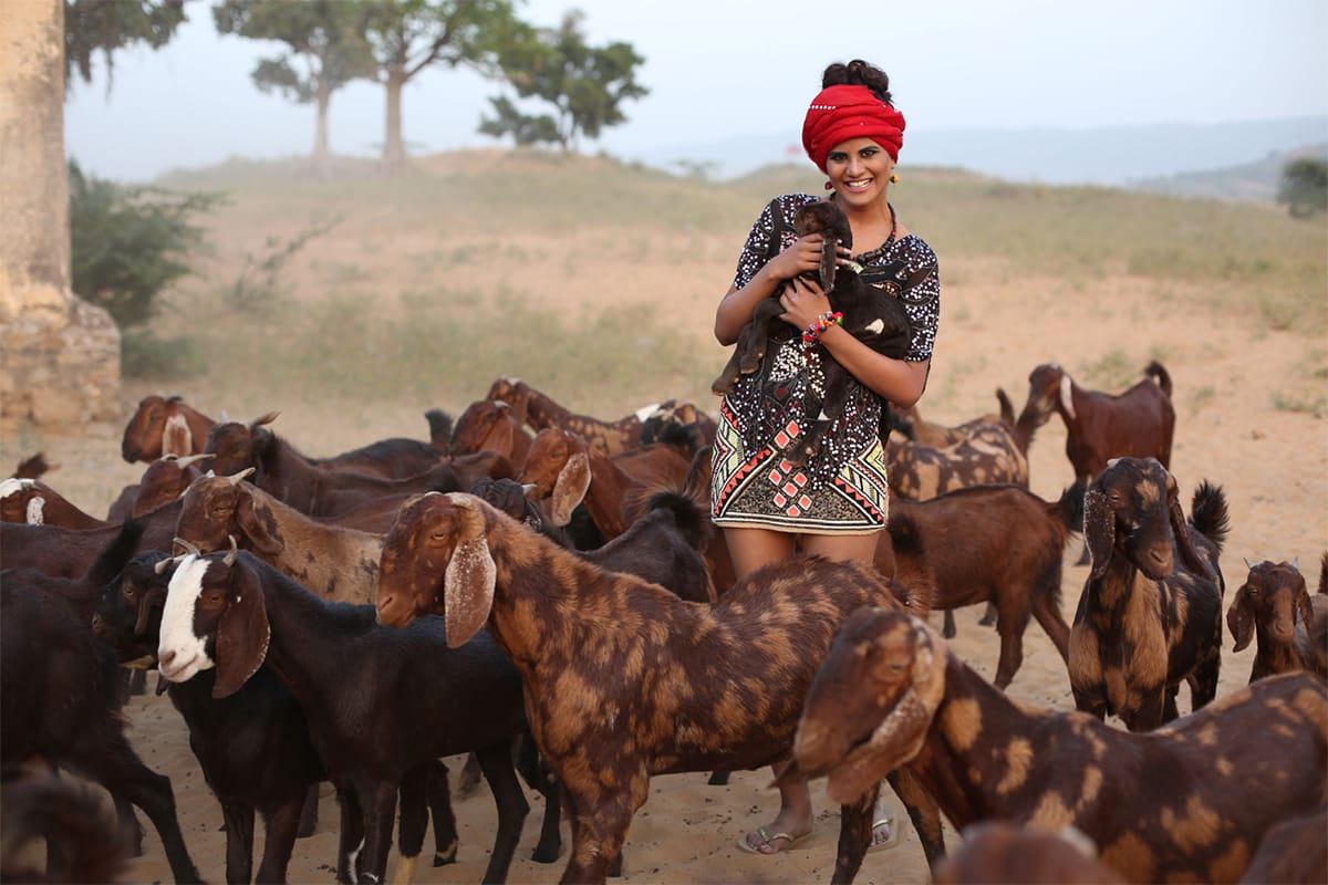 Flock of Cattle at Pushkar